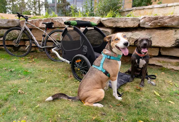 Dog Bike Trailers: Exploring the Product and our Range