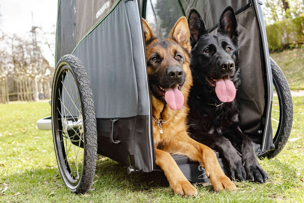 What are the benefits of owning a Croozer dog trailer?