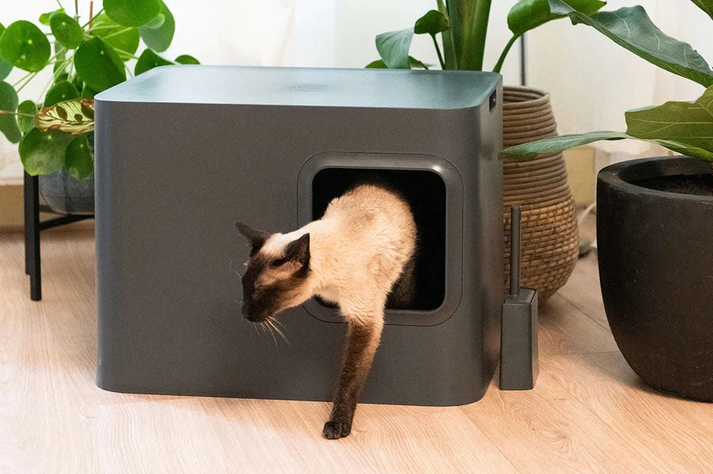 Benefits of Using a Hoopo Dome for Your Home Decor Silver Circle Pets