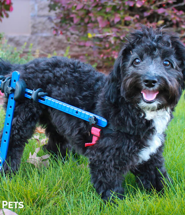 Walkin Wheels® MINI Rear Dog Wheelchair (up to 3.5kg)