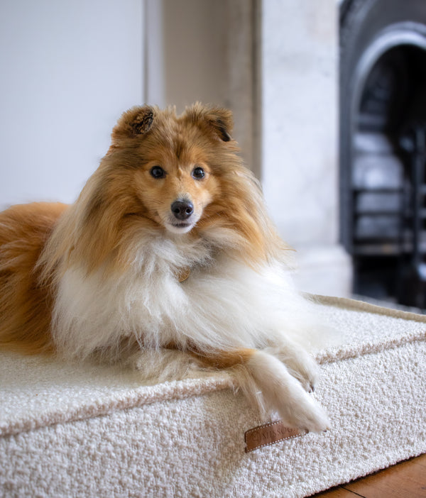 MISSOGNO Prestige Orthopaedic Boucle Rectangle Dog Bed