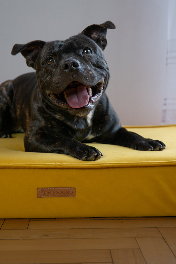 MISSOGNO Charm Orthopaedic Rectangle Dog Bed