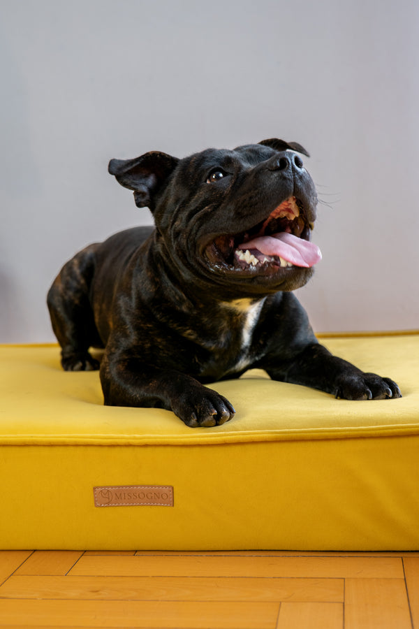 MISSOGNO Charm Orthopaedic Rectangle Dog Bed