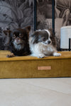 MISSOGNO Glamour Orthopaedic Rectangle Dog Bed