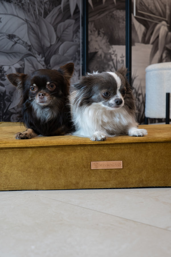 MISSOGNO Glamour Orthopaedic Rectangle Dog Bed