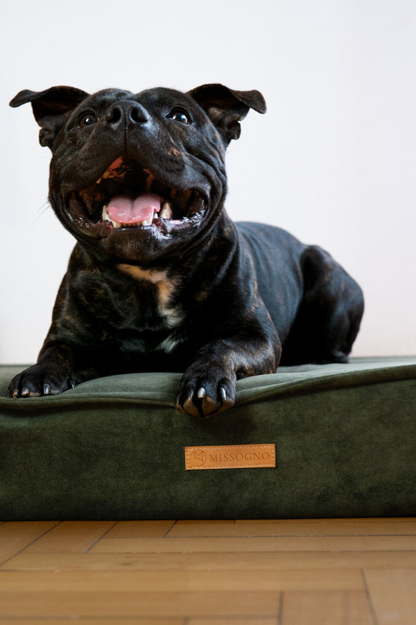 MISSOGNO Glamour Orthopaedic Rectangle Dog Bed