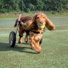 Walkin Wheels® SMALL Rear Dog Wheelchair (3.5 - 11kg)