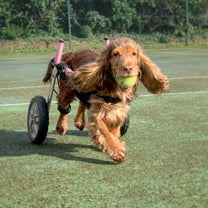 Walkin Wheels® SMALL Rear Dog Wheelchair (3.5 - 11kg)