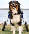 Walkin Wheels® LARGE Rear Dog Wheelchair (31 to 82 kg)
