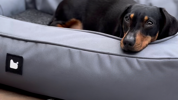 Extreme Lounging B-DogBed | Indoor & Outdoor