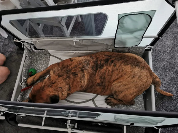 Doggy Tourer Beethoven XL Dog Bike TrailerDoggy Tourer Silver Circle Pets