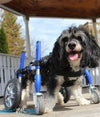 Walkin Wheels® Full Support/4-Wheel SMALL Dog Wheelchair (3.5 - 11kg)