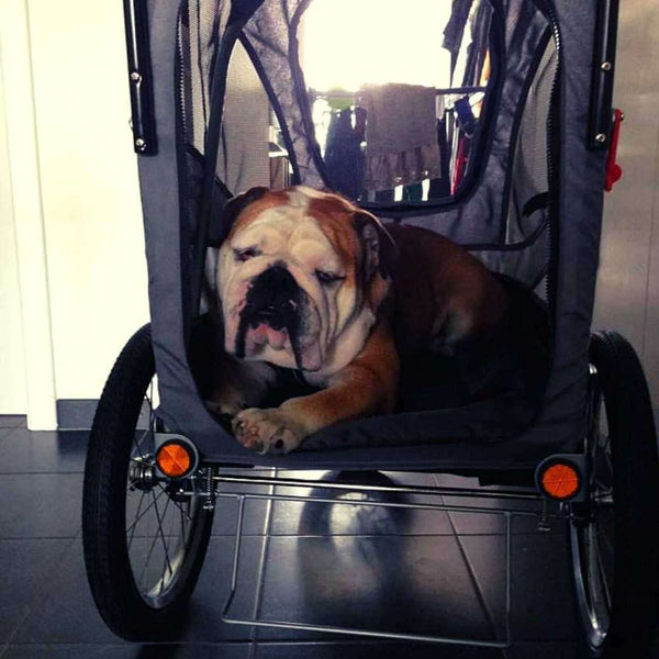 InnoPet® Sporty Deluxe Pet Pram & Dog Bike Trailer with Free Rain Cover Pet Strollers Innopet Silver Circle Pets