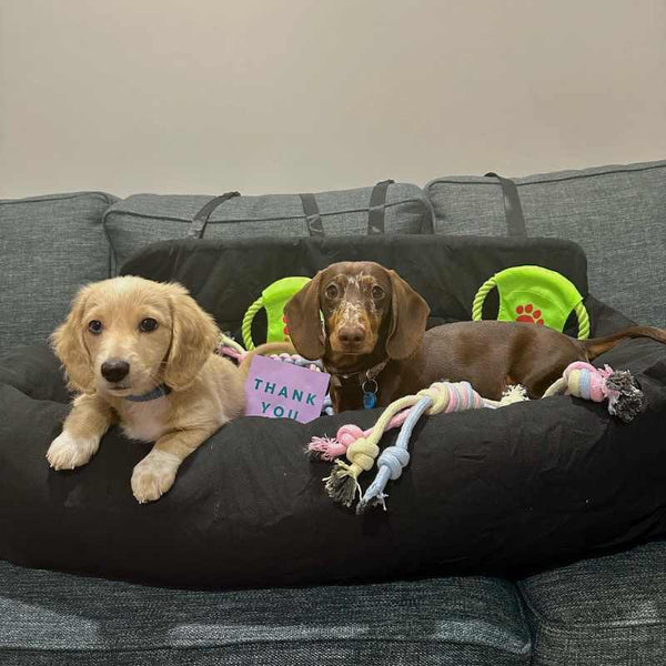 Julibee Luxury Large Dog Car Seat Bed Dog Car Seat Julibees Silver Circle Pets