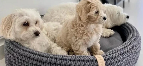 Labbvenn LUKKO Dog Bed Dog Bed Labbvenn Silver Circle Pets