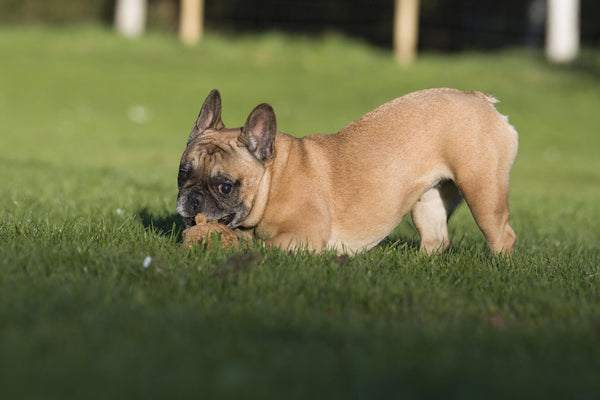 Laboni Farm Dog Toy Set Dog Toys Laboni Silver Circle Pets