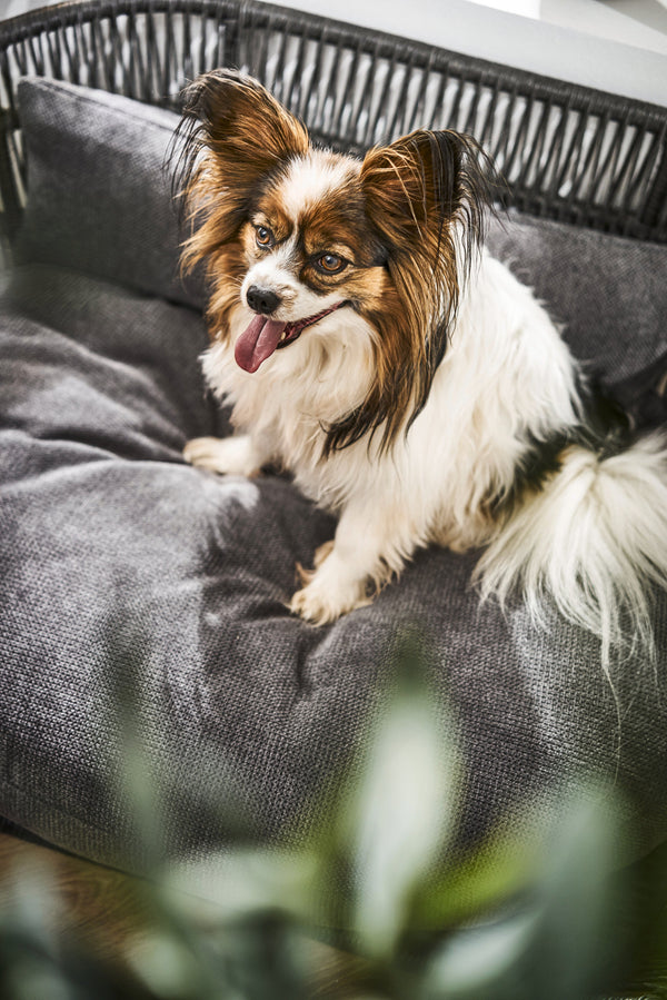 Laboni Luna Lounge Set Tudor Orthopaedic Dog Bed Dog Bed Laboni Silver Circle Pets