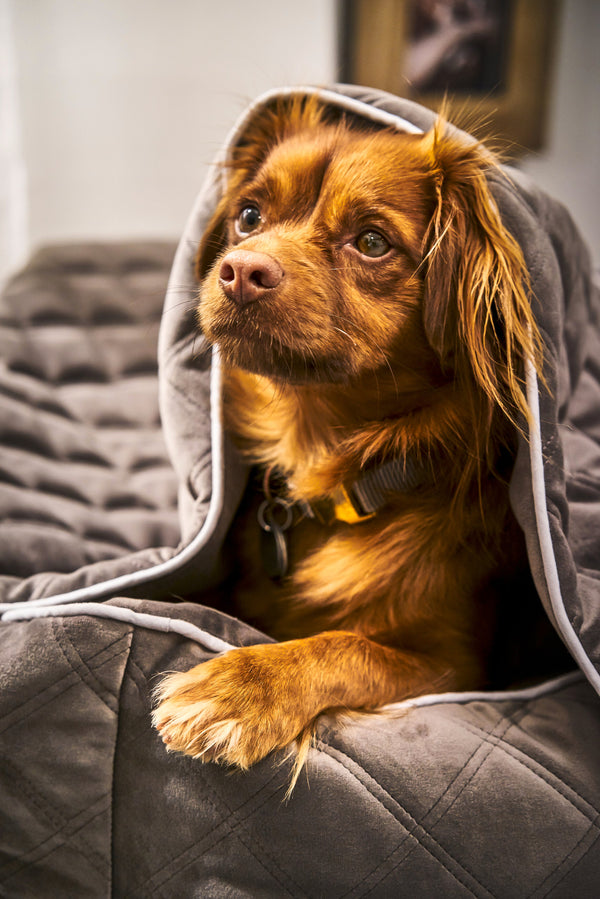 Laboni Multifunctional Outdoor and Travel Dog Blanket Oxford Dog Blanket Laboni Silver Circle Pets