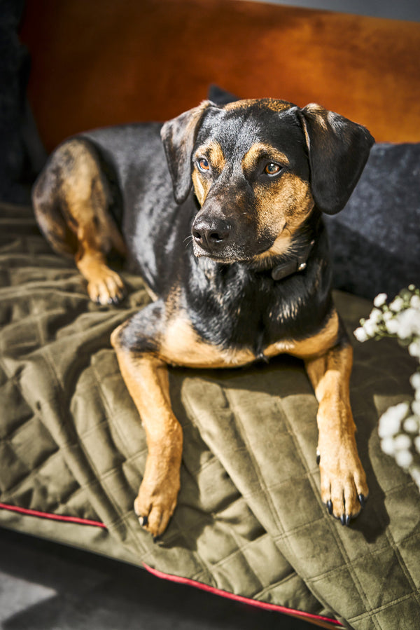 Laboni Multifunctional Outdoor and Travel Dog Blanket Oxford Dog Blanket Laboni Silver Circle Pets