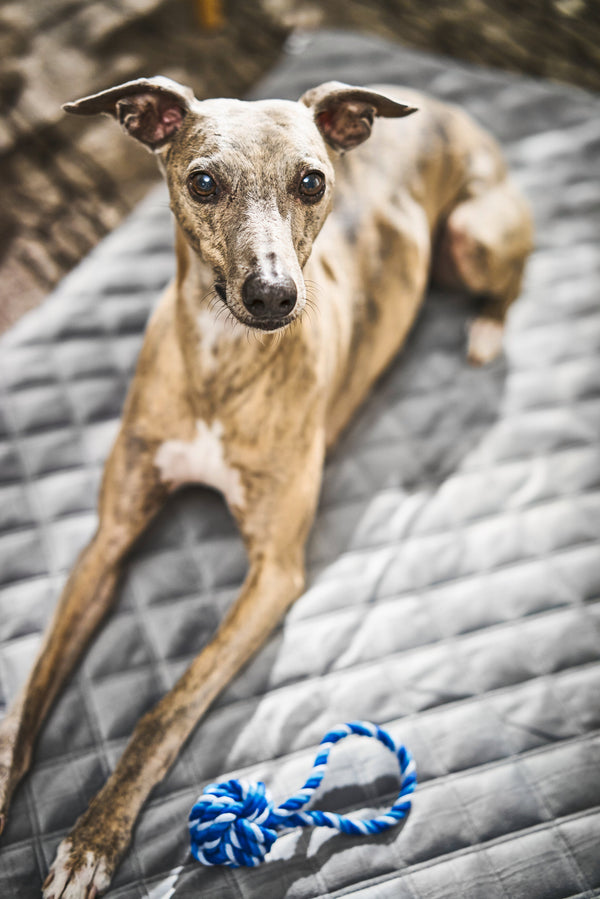 Laboni Multifunctional Outdoor and Travel Dog Blanket Oxford Dog Blanket Laboni Silver Circle Pets