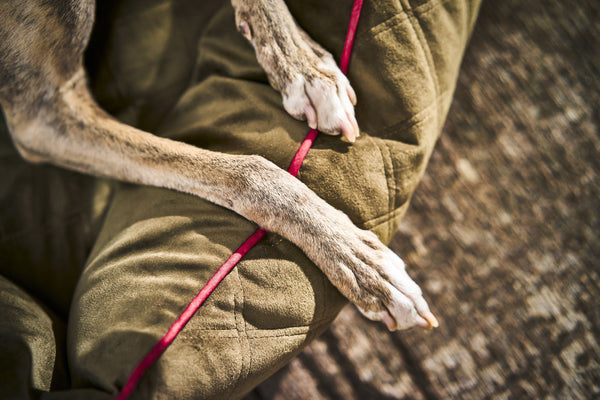 Laboni Orthopaedic Dog Bed Oxford Dog Bed Laboni Silver Circle Pets