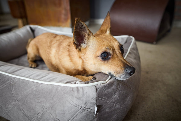 Laboni Orthopaedic Dog Bed Oxford Dog Bed Laboni Silver Circle Pets