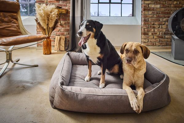 Laboni Orthopaedic Dog Bed Teddy Dog Bed Laboni Silver Circle Pets