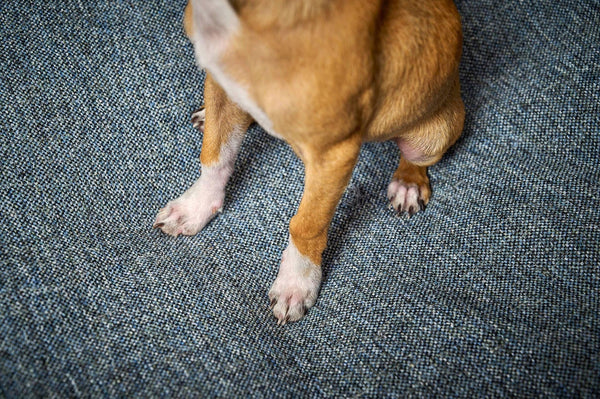 Laboni Scala Reversible Orthopaedic Dog Bed Dog Bed Laboni Silver Circle Pets