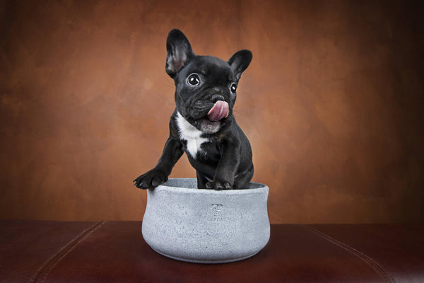 Laboni Soapstone Dog & Cat Bowl Rocky Pet Bowls, Feeders & Waterers Laboni Silver Circle Pets