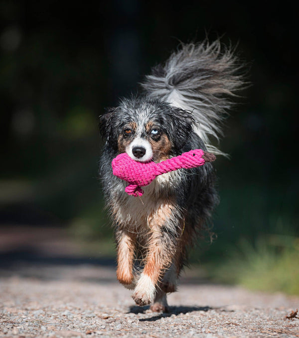 Laboni Summer Safari Dog Toy Set Dog Toys Laboni Silver Circle Pets