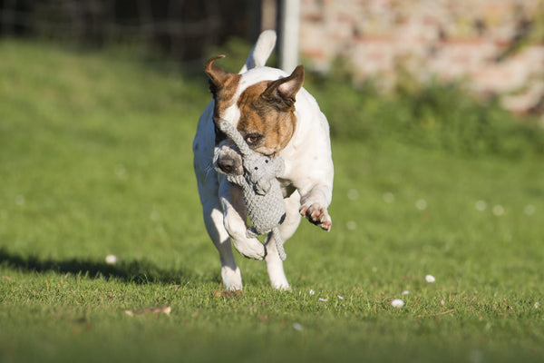 Laboni Wildlife Dog Toy Set Dog Toys Laboni Silver Circle Pets