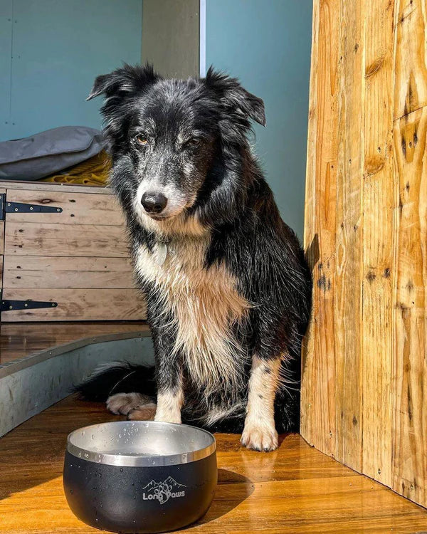 Long Paws - Lunar Bowl Set Pet Bowls, Feeders & Waterers Long Paws Silver Circle Pets