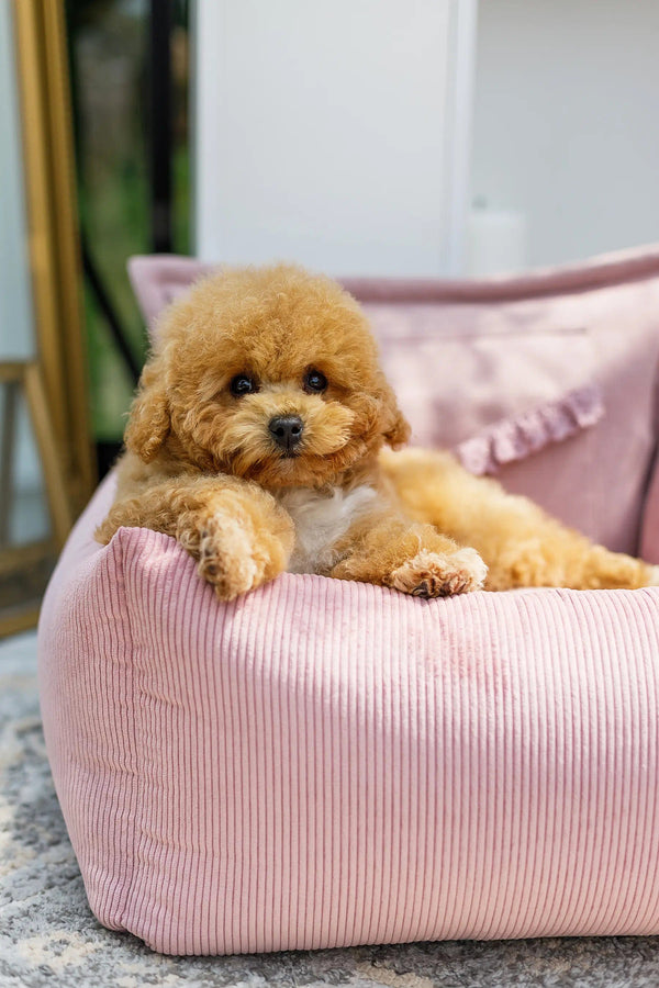 Oh Charlie Dog Car Seat Bed Mademoiselle Dog Car Seat Oh Charlie Silver Circle Pets