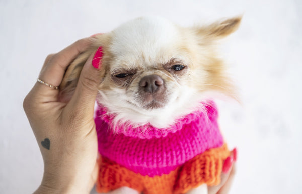 Oh Charlie Dog Sweater NeonRush Dog Jumper Oh Charlie Silver Circle Pets