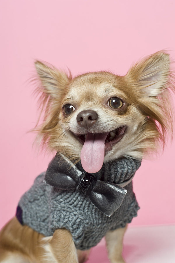 Oh Charlie Dog Sweater Precious Dog Jumper Oh Charlie Silver Circle Pets