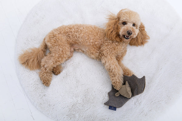 Oh Charlie Dog Toy Bat Dog Toys Oh Charlie Silver Circle Pets