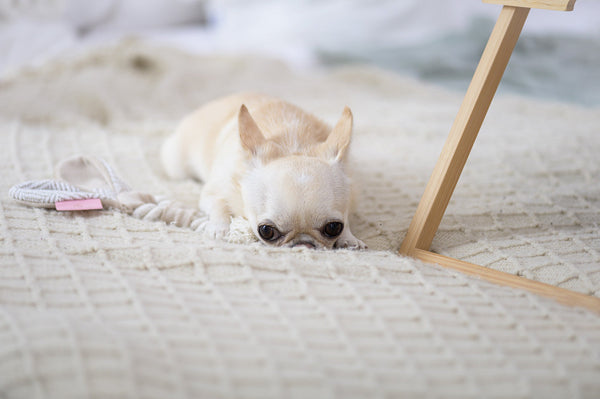 Oh Charlie Dog Toy Bunny Dog Toys Oh Charlie Silver Circle Pets