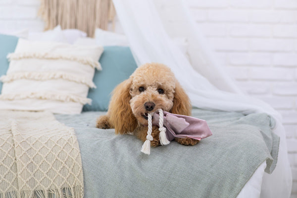 Oh Charlie Dog Toy Butterfly LaPerla Dog Toys Oh Charlie Silver Circle Pets