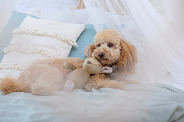 Oh Charlie Dog Toy Dog Toys Oh Charlie Silver Circle Pets