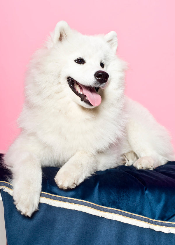 Oh Charlie Dog Travel Mat Allure Dog Bed Oh Charlie Silver Circle Pets