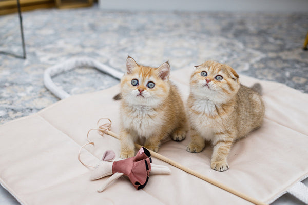 Oh Charlie Dog Travel Mat Florence Dog Bed Oh Charlie Silver Circle Pets