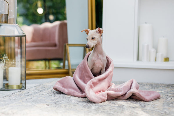 Oh Charlie Pet Blanket Magic Pet Blanket Oh Charlie Silver Circle Pets