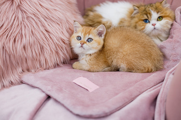 Oh Charlie Pet Blanket Magic Pet Blanket Oh Charlie Silver Circle Pets