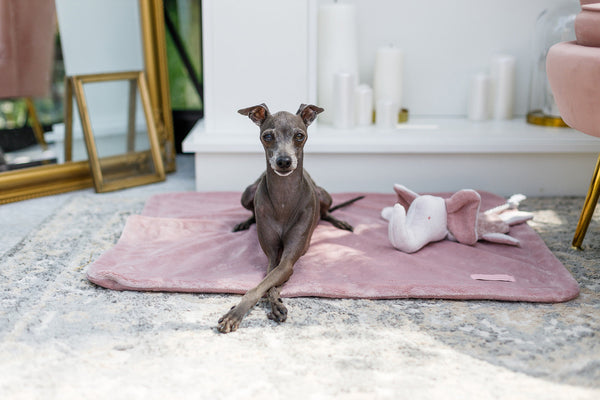 Oh Charlie Pet Blanket Magic Pet Blanket Oh Charlie Silver Circle Pets