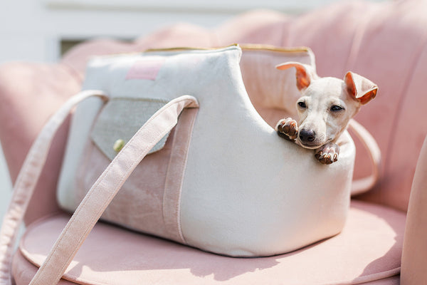 Oh Charlie Pet Carrier Essence Dog Car Seat Oh Charlie Silver Circle Pets