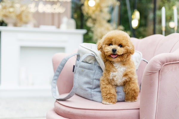 Oh Charlie Pet Carrier Florence Dog Car Seat Oh Charlie Silver Circle Pets