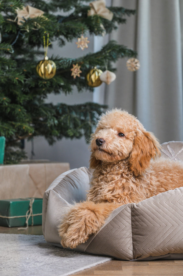 Oh Charlie Round Dog Bed Blissy Dog Bed Oh Charlie Silver Circle Pets