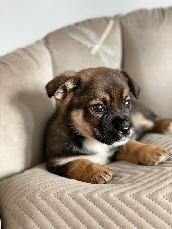 Oh Charlie Round Dog Bed Blissy Dog Bed Oh Charlie Silver Circle Pets