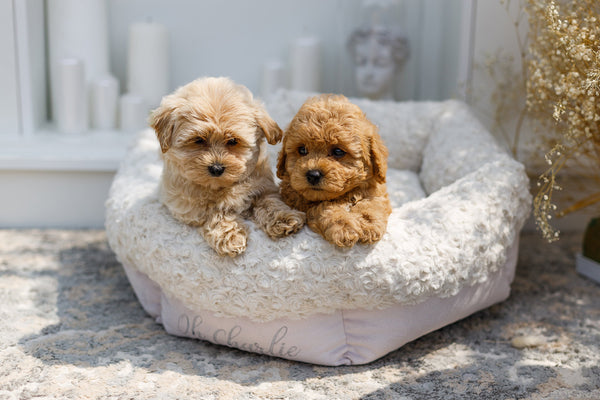 Oh Charlie Round Dog Bed Charlotte Dog Bed Oh Charlie Silver Circle Pets