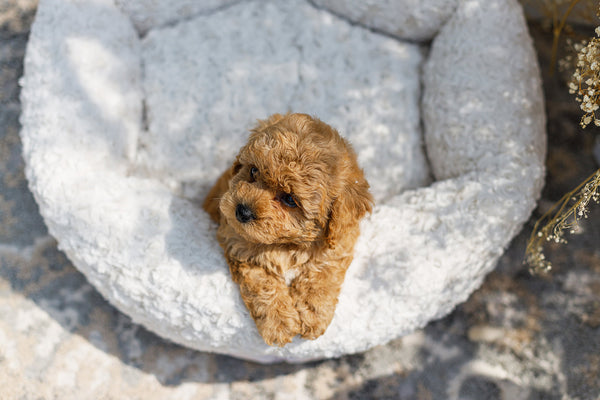 Oh Charlie Round Dog Bed Charlotte Dog Bed Oh Charlie Silver Circle Pets